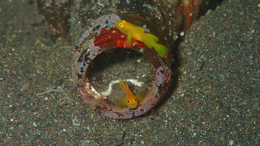 大瀬崎湾内　ミジンベニハゼ