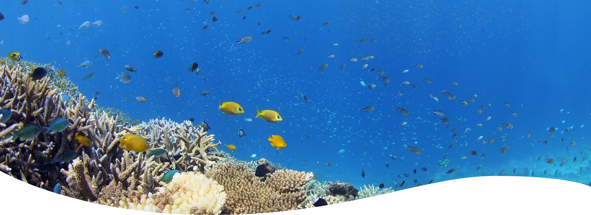 そもそも「ライセンス」って何？