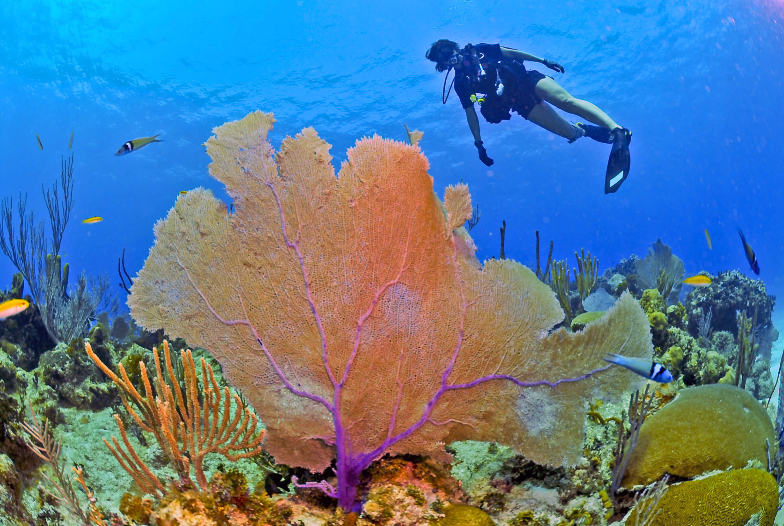 FUN DIVE 1人からでもOK！どんどん潜りましょう！